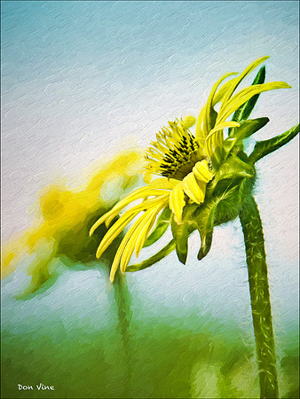 Wild Daisy_100624__076-XSYV