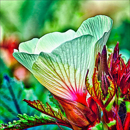 Okra Blossom_100813_047__2-HXSYQ
