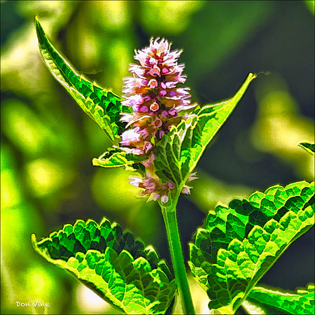 Licorice Mint_110606_027-HXSYQ