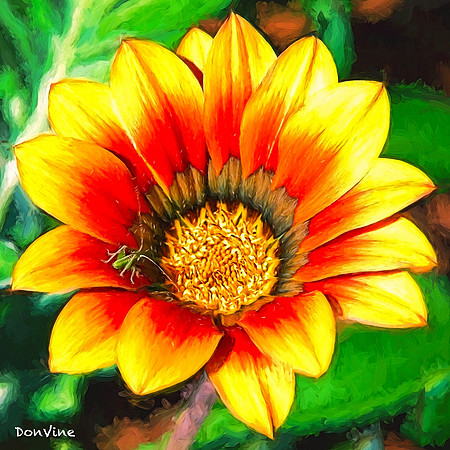 Gazania Bug_(Wichita - Kansas)_060311_000000_24464-XSIQ