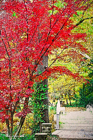 Red Maple White Bridge_091025__022__3-XSY2V