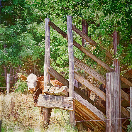 Peekaboo Calf_090630__208__6-XSYV