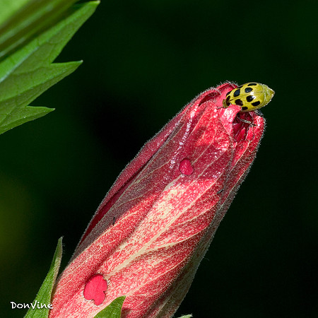 Hibiscus & Cucumber Beetle_(Wichita - Kansas)_060311_072346_26622-XSIQ