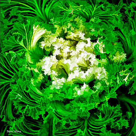 Decorative Cabbage_080930_081__2-HXSQ