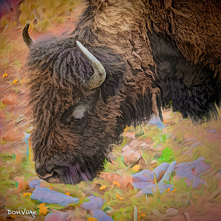One Shaggy Bison_(Big Sky - Montana)_040524_161936_135-XSIQ