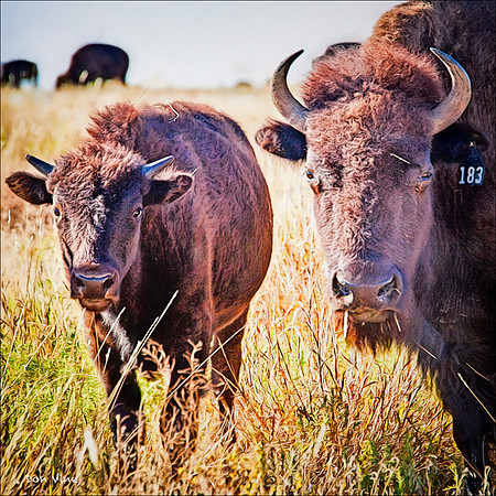 Bison Mother and Calf_100930_16205-XSYQ