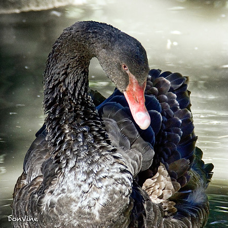 Black Swan_()_050403_063459_3269-XSIQ-Edit