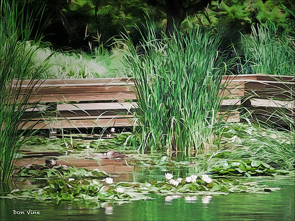 Water Lily Pond_050721_151135-HXSGQ