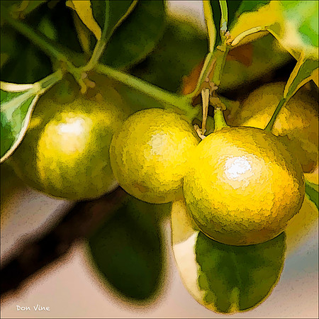 Calamondin Oranges_110604_207-HXSYQ