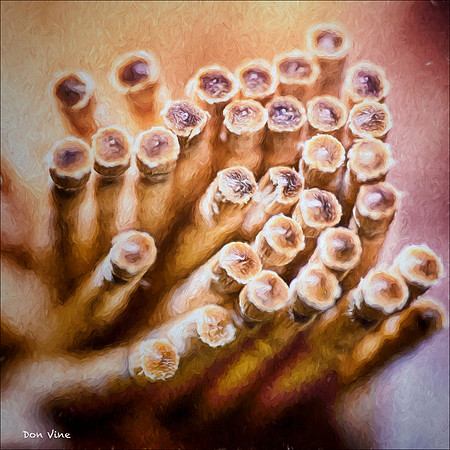 Tooth Picks_150520_102418_51-HXSYQ