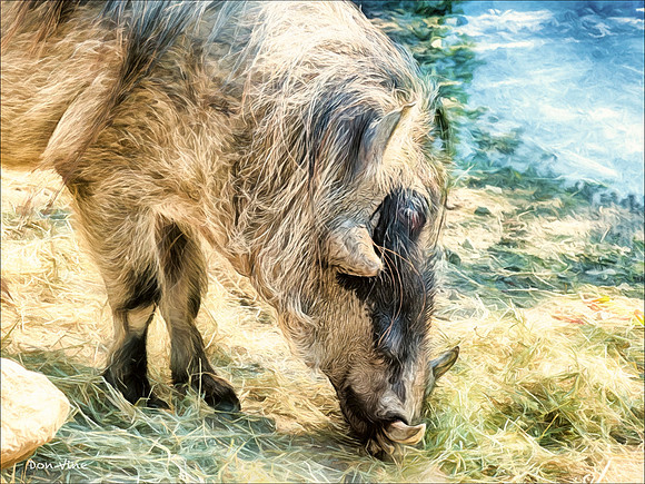 Urban Warthog_140908_14661-HXSYA