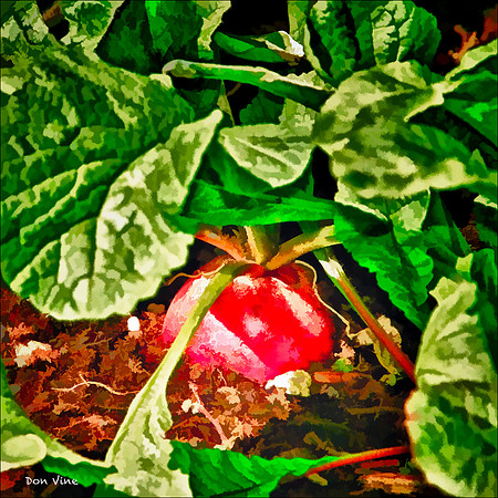 Lonely Radish_100502__059-HXSQ