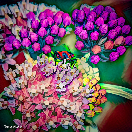 Pale Milkweed & Bug_(Asclepias)_040717_132700_18868-XSIQ-Edit