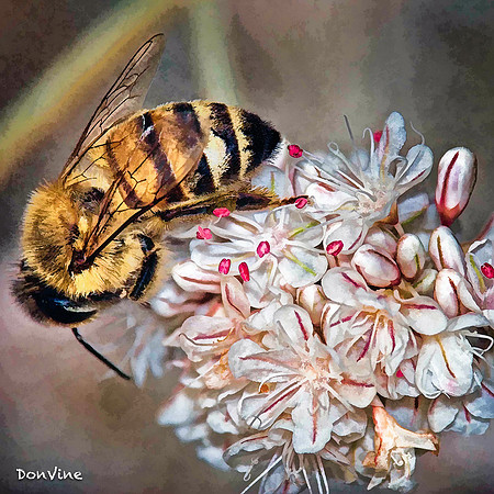 Bee on Onion-Chive_(Albuquerque - New Mexico)_060307_000000_11937-XSIQ