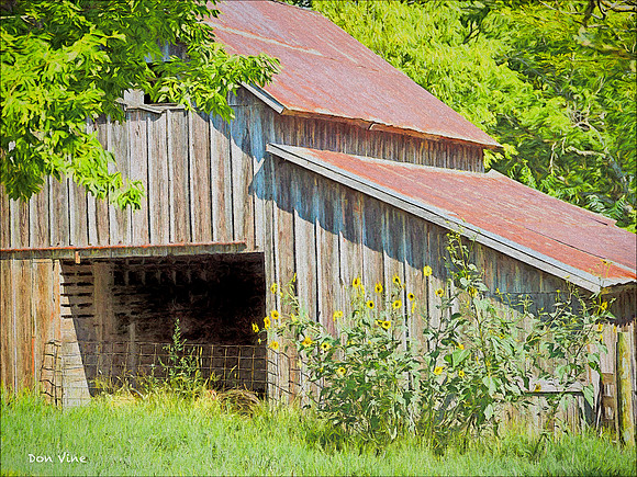 Old Barn- Wild Sunflowers_090829__037__6-XSYA