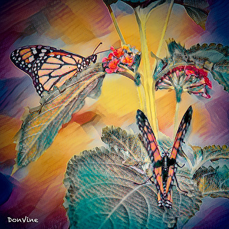 Two Monarch on the Lantana_(Wichita - Kansas)_030822_134053_1891-XSIQ