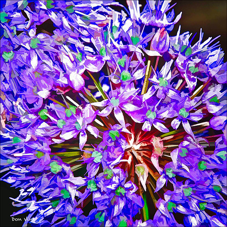 Blossoming Onion_050514_131305-HXSQ