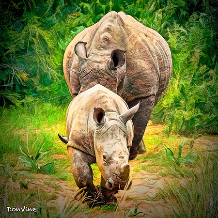 Rhino and Her Calf_(Shamwari - South Africa)_050409_002456_1186-XSIQ