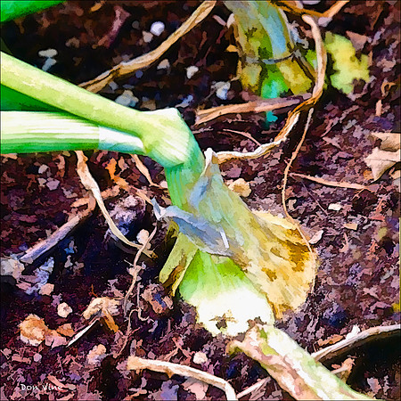 Vidalia Onion_110606_090-HXSYQ
