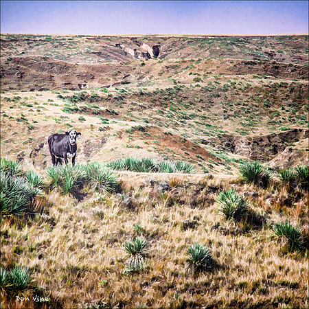 Kansas Mountain Goat_101001_12298__2-XSYQ
