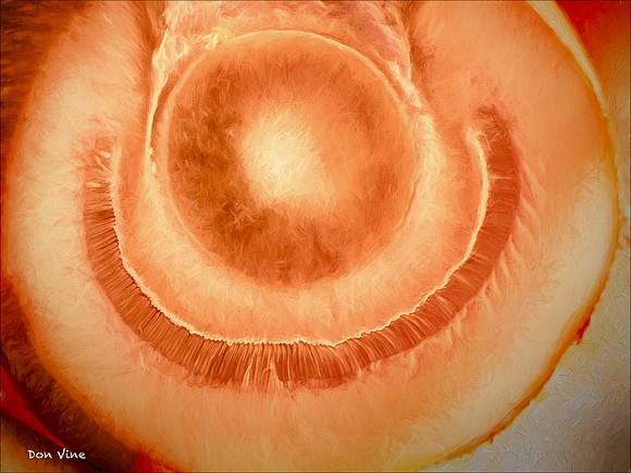 Happy Mushroom_150618_172053_148-HXSYA