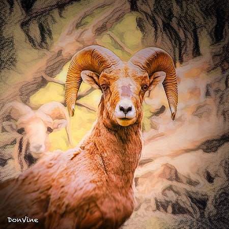 Big Horn Sheep_(Montana)_040524_000000_298-XSIQ