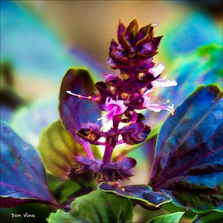 Bright Basil_110611_095-HXSYQ