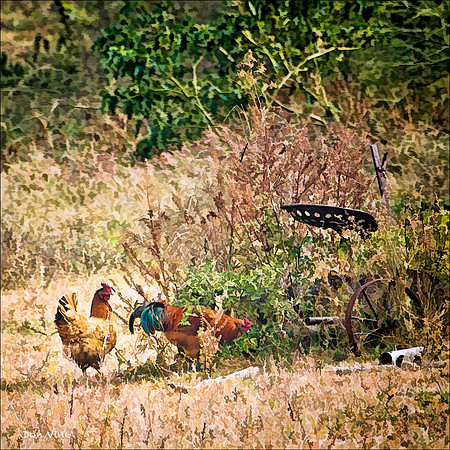 Free Range Chickens_101018_1308194-XSYQ