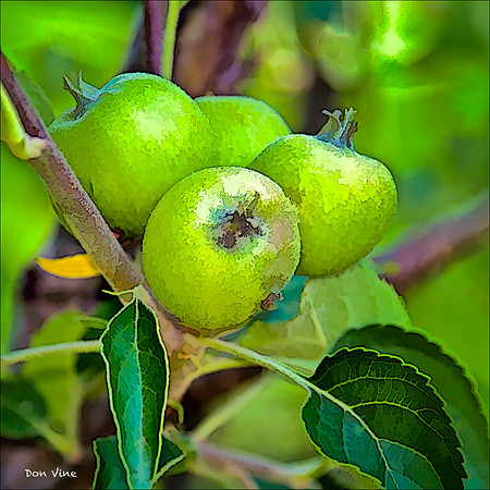 Grimes Golden Apple_110604_241__2-HXSYQ