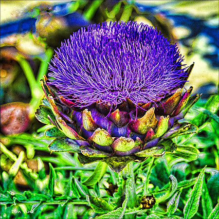 Artichoke Blossom_110604_047__2-HXSQ