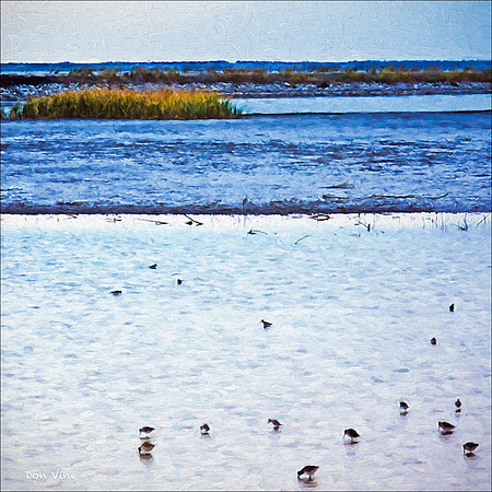 Quivera Sandpipers_091028_347__2-XSYV