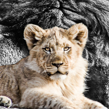Future King_(Sedgwick County - Kansas)_050305_161618_630-XSIQ-Edit