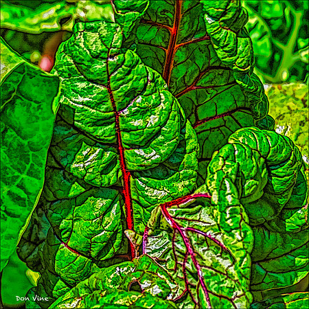Swiss Chard_110606_072-HXSYQ