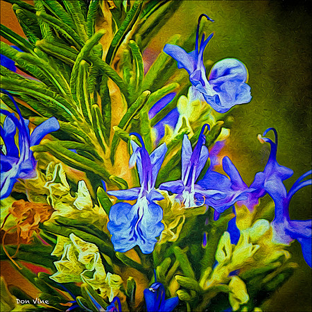 Blossoming Rosemary_060303_000114__4-XSYV