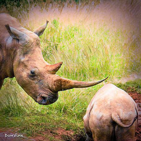 One Protective Horn_(Shamwari - South Africa)_050409_003242_1159-XSIQ