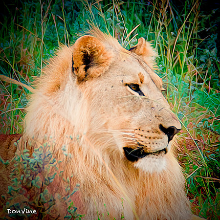 Young Lion_(Shamwari - South Africa)_050408_231746_451-XSIQ