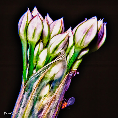 Onion Garlic and Bug_(Sedgwick County - Kansas)_040821_000000_11919-XSIQ