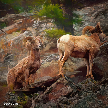 Rocky Mountain Sheep_(Big Sky - Montana)_040524_131244_295-XSIQ