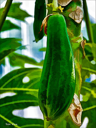 Dr. Moy Papaya Tree_110604_202-HXSYV