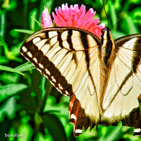 Tiger Swallowtail on Dianthus_(Wichita - Kansas)_050502_165932_22808-XSIQ-Edit