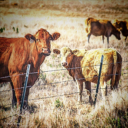 Raising Beef_101002_12016-XSYQ