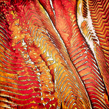 Salmon Fillets_101229_13095__3-XSYA