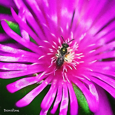 Ice Plant & Bee_(Sedgwick County - Kansas)_060311_080711_22866-XSIQ