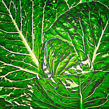 Early Jersey Wakefield Cabbage_110531_205__2-HXSYQ