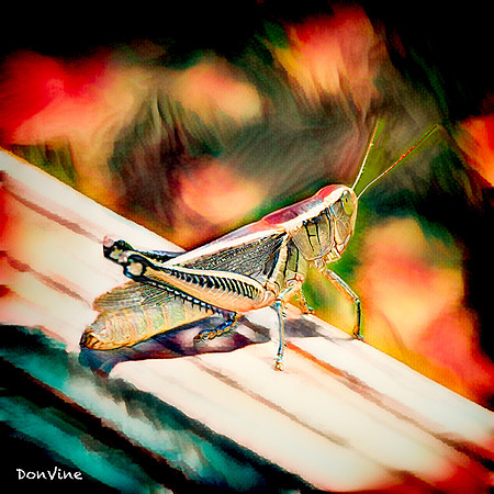 Grasshopper on a Porch Rail_(Wichita - Kansas)_030817_120113_1931-XSIQ