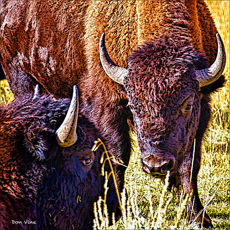 Autumn Buffalo_110919_1049_006-HXSQ