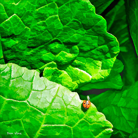 Cabbage Leaves with Ladybug_100502__052__2-HXSQ