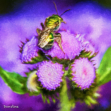 Ageratum & Green Bee _(Wichita - Kansas)_050716_000000_16923-XSIQ-Edit