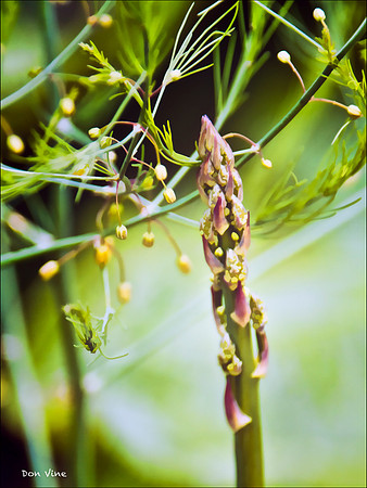 Asparagus Tip_110531_399-HXVS