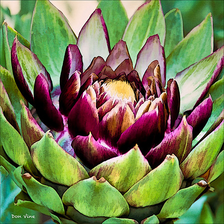Artichoke Blossom_110604_074__3-HXSYQ
